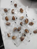 十月稻田 去皮去核灰枣 500g 新疆红枣 软糯香甜 单颗独立包装 零食 辅食 实拍图