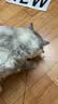 【京东快递】CFA赛级木柄弹簧流苏逗猫棒自嗨解闷玩具可替换羽毛 1个 实拍图