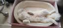 皇家英短成猫粮 BS34 通用粮 12月以上 4.5KG 实拍图