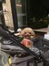 奥丁 狗粮40斤金毛拉布拉多哈士奇法斗德牧马犬田园犬中大型犬鲜肉粮 【成犬专用】鲜肉配方15kg30斤 实拍图
