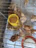 活体小鸡苗纯种土鸡三黄鸡麻黄鸡乌黑鸡品种可选(现货1天内发货) 半斤左右高产土鸡 三黄鸡 10只装 实拍图