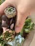 多肉植物带盆绿植花卉盆栽贵货老桩群生玉树玉露仙人掌肉 20颗多肉植物盲盒【品种不重复】 实拍图