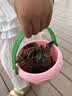 漫生活赶海工具套装大全海边挖蛤蜊抓螃蟹神器沙滩铲子儿童装备挖沙耙子 【一家三口】亲子畅玩赶海13件套 实拍图
