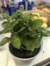 琅阙薄荷盆栽可食用绿植花卉盆栽室内驱蚊植物办公室桌面摆件源头直发 实拍图