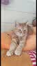 网易严选全价猫粮4.0 成幼猫通用无谷全阶段滋补猫粮 乳鸽乌鸡味1.5kg*6袋 实拍图
