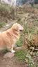 雷米高（RAMICAL） 成犬幼犬全价犬粮泰迪金毛拉布拉多柯基比熊澳宝犬粮18kg 36斤 实拍图