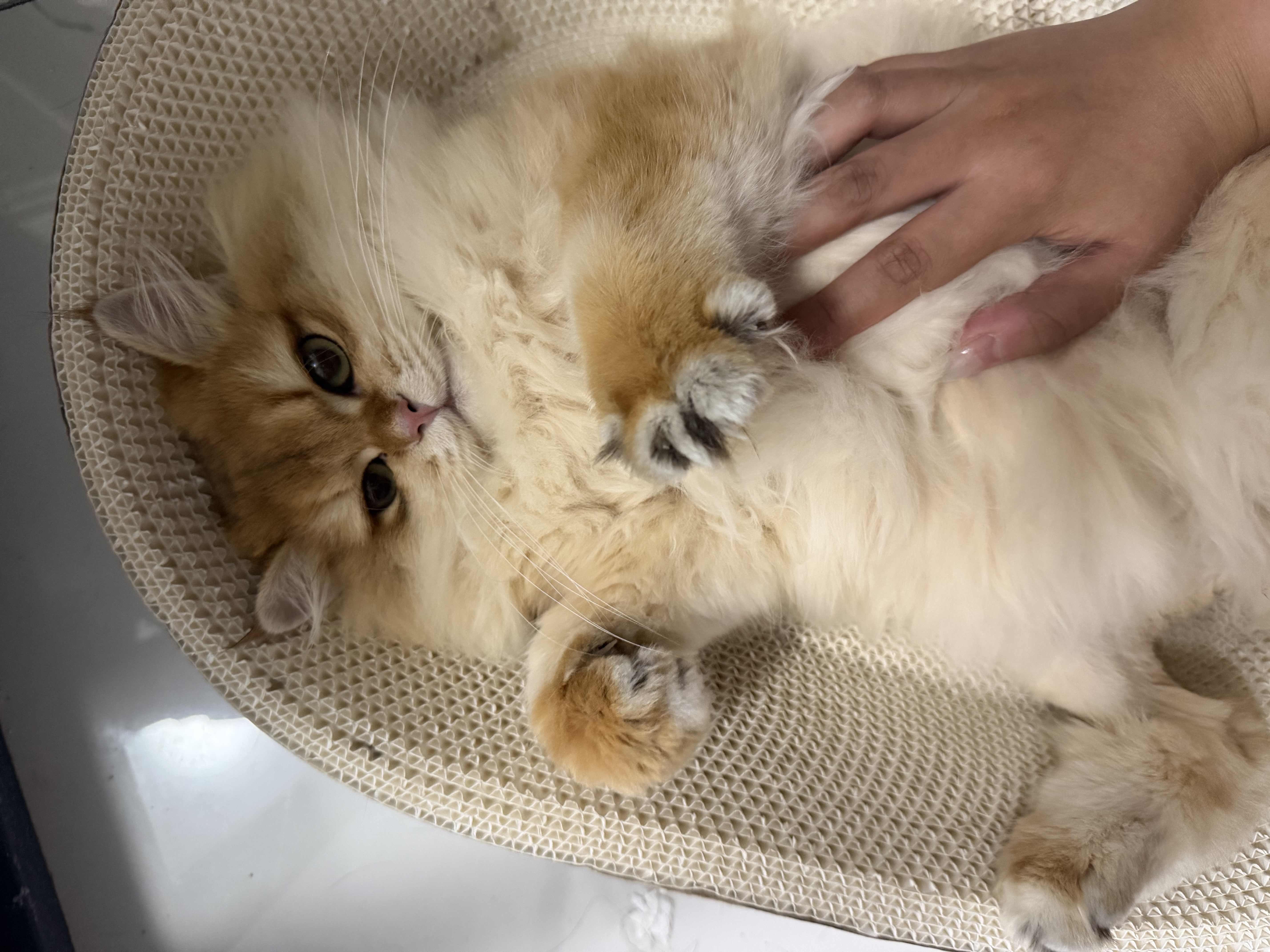 网易严选猫粮【推荐】全价猫粮 幼猫成猫主粮猫咪食品 一口9种肉 【多猫家庭】原野禽肉口味 10kg*1袋 实拍图