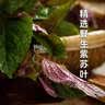 徽天赐紫苏酱新鲜湖南香辣原味拌面拌饭神器开胃下饭菜专用酱料开罐即食 原味紫苏酱2瓶*200克 实拍图