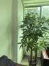 花财主天堂鸟盆栽办公室大型绿植客厅鸭脚木植物家用吸甲醛净化空气好养 步步高发财树1.7-1.8m【福字盆】 实拍图