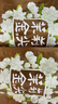 吴裕泰茉莉花茶叶 茉莉金尖 浓香型特种50g 七窨高芽回甘袋装教师节送礼 实拍图