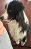 皇家狗粮 成犬狗粮 犬粮 宠物 中型犬 M25 全价犬粮 12月 15KG 实拍图