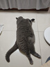 皇家英短成猫粮 BS34 通用粮 12月以上 4.5KG 实拍图