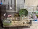 布卡星仓鼠星光跑轮金丝熊安静无噪音滚轮运动玩具用品牛油果绿26cm 实拍图