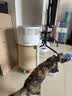 霍尼韦尔（Honeywell）宠物空气净化器吸猫毛除过敏源猫猫搭子 猫毛净化器杀菌消毒除异味KJ360F-C22W 实拍图
