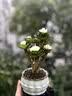 花翁室内客厅多肉绿植物花卉盆栽玉锦金钱木老桩（白莲花盆）源头直发 实拍图