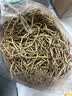 京喜加【26年新根】新鲜鱼腥草折耳根嫩根凉拌节节根现挖猪鼻孔带泥 贵州带泥折耳根2斤 净重1.7斤 畅销装 实拍图