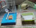 万宠汇 鸟活体虎皮鹦鹉笼养牡丹玄风活鸟学说话手养小太阳鹦鹉宠物鹦鹉 蓝银牡丹鹦鹉1只 实拍图