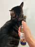 GERTHRON德国狗狗猫咪开结喷雾防静电宠物专用毛发护毛精油长毛解结护毛素 100ml*2瓶 宠物解结喷剂 长效持久 防止静电干扰 实拍图