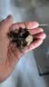 太守堂 鱼腥草250克鱼腥草茶中药材凉拌菜折耳根干根新鲜泡水喝泡茶养生 实拍图