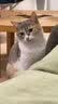 冠能猫粮室内成猫猫粮10kg 全价猫粮 添加膳食纤维 控制毛球 实拍图