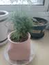 文竹盆栽绿植花卉盆景植物室内客厅水培文松云竹文竹大苗四季常青 小文竹【2棵更实惠】原土球发货 高度15-25cm 实拍图