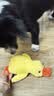 甜浪海狗狗玩具自嗨解闷毛绒玩偶发声小黄鸭小狗幼犬耐咬磨牙遛狗神器 实拍图