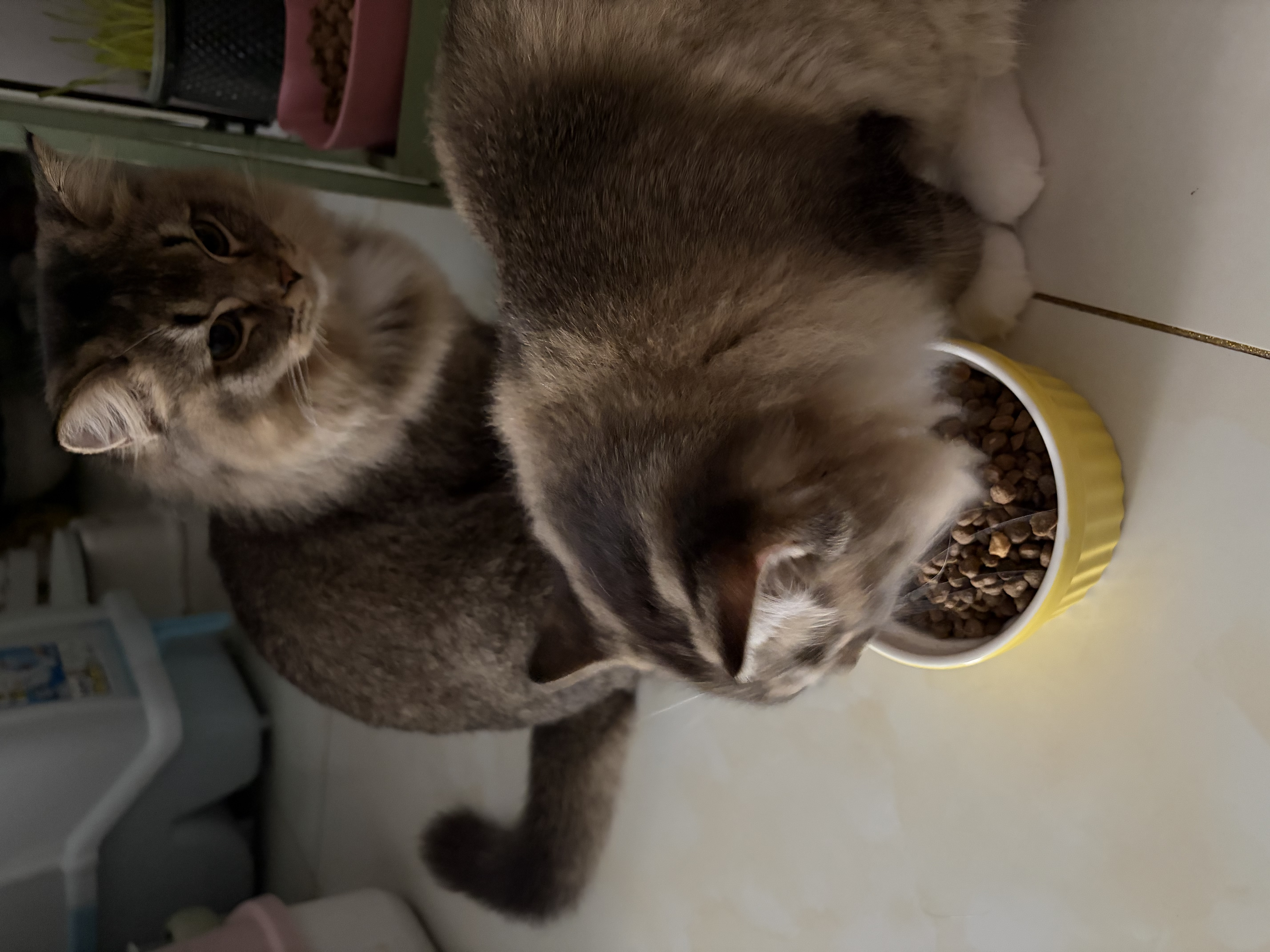 BOTH鲜肉猫粮 乳鸽鸡肉冻干 幼猫成猫全阶段 冻干夹心猫粮2kg 实拍图