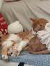 京东京造肠胃处方猫粮肠道全价猫粮猫胃肠道猫粮成幼处方猫粮1.5kg 实拍图