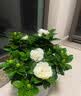 花翁栀子花盆栽四季开花卉大全树苗室内绿植好养易活茉莉花源头直发 实拍图