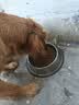 鼎鑫狗粮40斤装牛肉双拼通用犬粮幼犬老年犬粮训犬小中大型成犬狗粮 实拍图