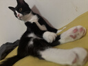 皇家猫粮 幼猫猫粮 幼猫奶糕 K36 通用粮 4-12月 2KG 实拍图