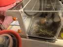 蔻丝全景兔笼子家用大空间带厕所荷兰猪豚鼠侏儒兔少越狱京东自营 实拍图