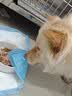 皇家狗粮绝育成犬狗粮犬粮宠物小型犬MSA30全价犬粮≥10月2KG 实拍图