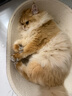皇家猫粮 幼猫猫粮 幼猫奶糕 K36 通用粮 4-12月 2KG 实拍图