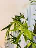 劉閣蘭花米竹红观音竹苔玉球苔藓球水培竹子室内植物盆栽桌面盆景客厅绿植 桌案推荐】红杆观音竹3年老桩苗苔藓球送底座 实拍图