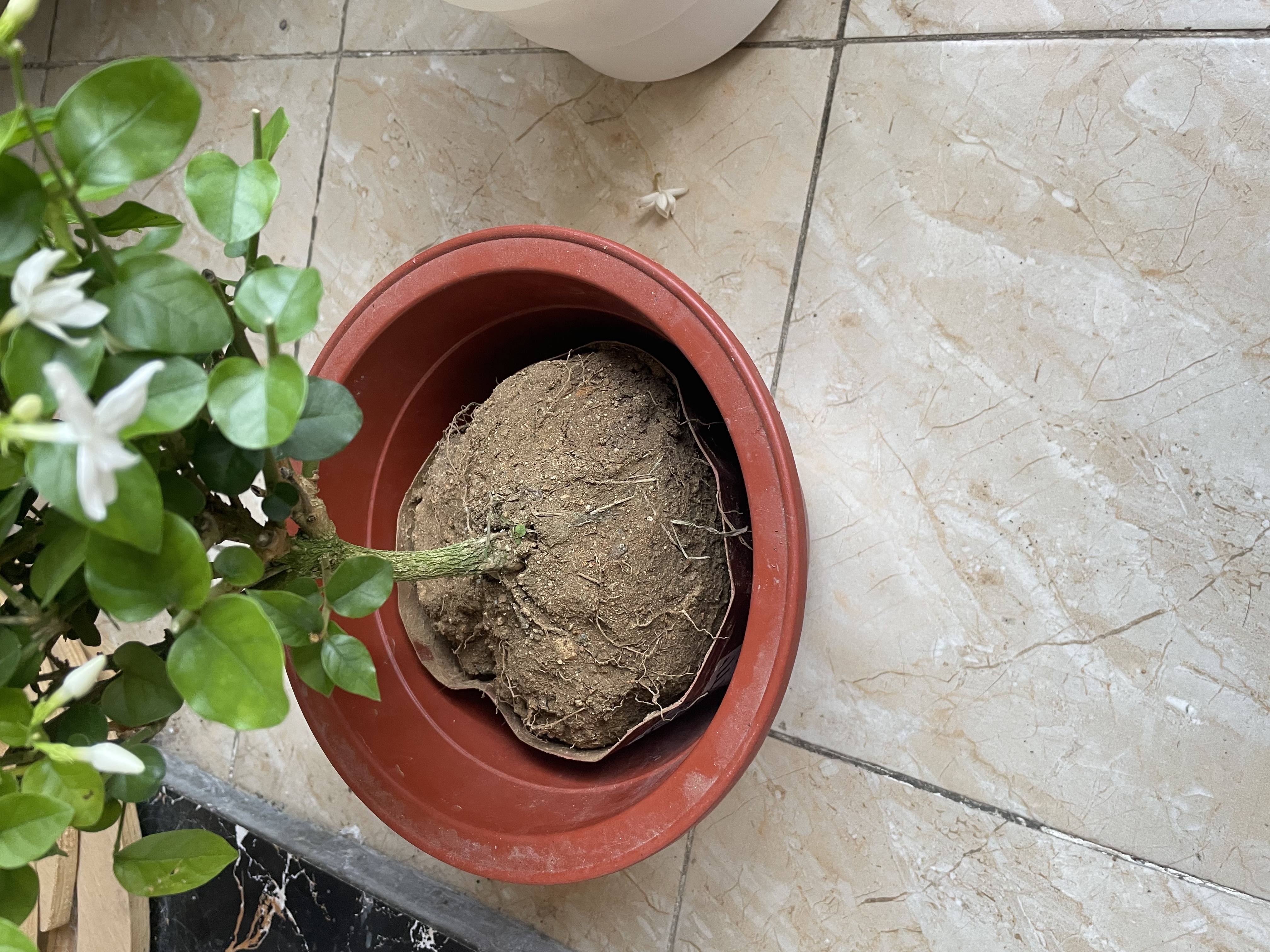 爱优尚三角梅盆栽带花苞树阳台室内植物阳台庭院四季开花绿樱源头直发 实拍图