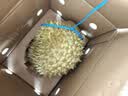 京鲜生 进口金枕头鲜榴莲 净重4-5斤 1个装 新鲜榴莲 水果教师节送礼 实拍图