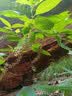 天章 （TANGO）A4不干胶打印纸 200张/盒 新橙天章带背胶亚面铜版标签纸 整张无分割 喷墨激光均适用 实拍图