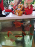 高级净水片鱼缸水族箱净化水浑浊绿水脏除腥臭味过滤免换水净水王 三效合一养水【瓶装300粒】 实拍图