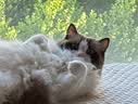 法米娜（Farmina）进口猫粮鸭肉南瓜成猫粮5kg 无谷低敏猫粮 实拍图
