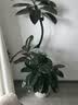 花财主天堂鸟盆栽办公室大型绿植客厅鸭脚木植物家用吸甲醛净化空气好养 橡皮树1.5-1.7m【黑色圆球盆】 实拍图