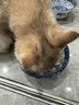 皇家猫粮 幼猫猫粮K36-适用于12月龄50g*3 实拍图