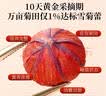 福东海10A野生昆仑雪菊胎菊200克 正宗【特优级新疆】天山雪菊花茶 实拍图