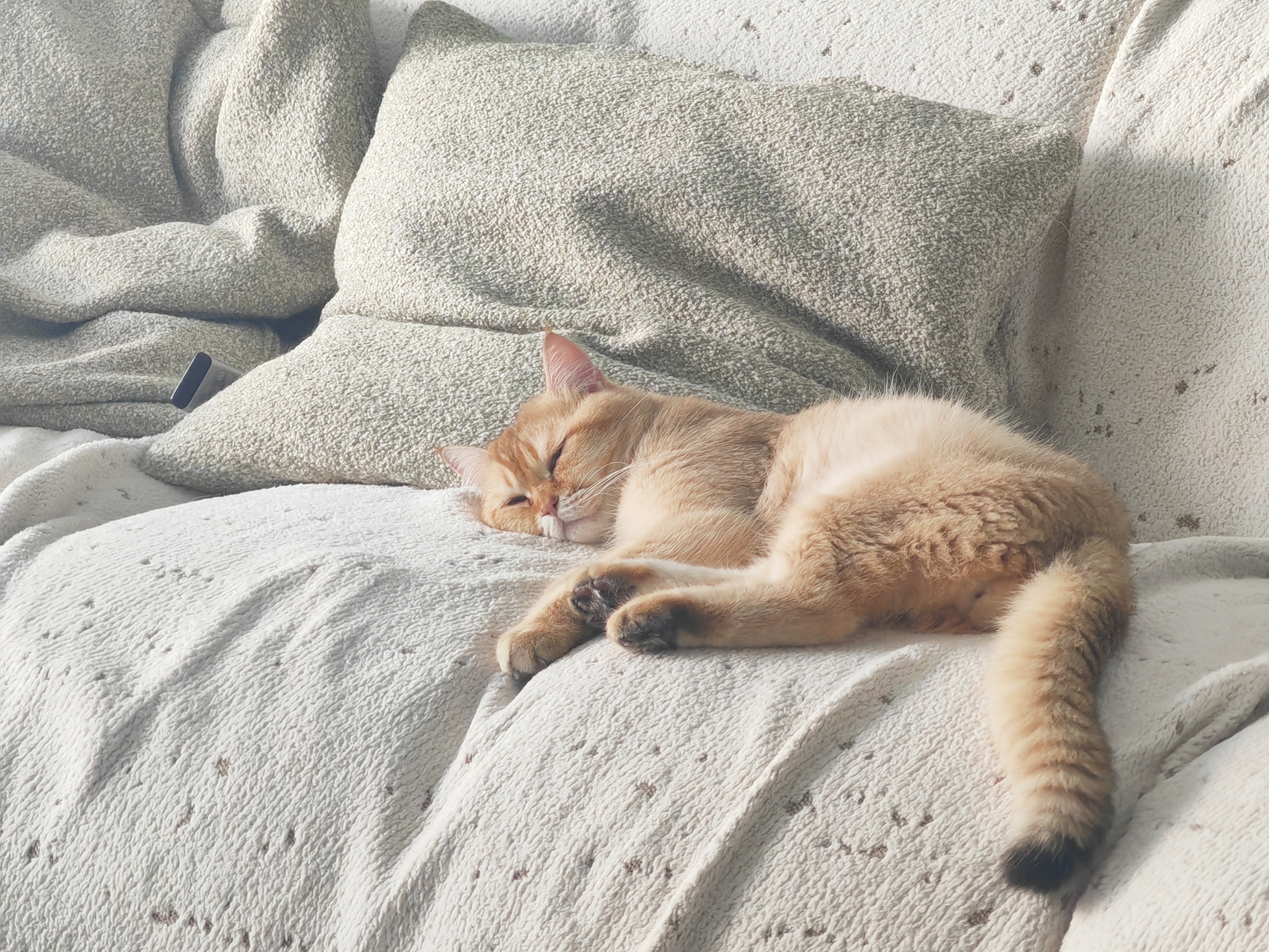 FAIRY PET狗窝防水四季通用牛津布猫窝春夏季狗垫子中大型犬狗床小狗狗窝 浅粉色 M（50*38*9cm）【建议10斤内】 实拍图
