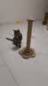 欢宠网猫抓柱猫抓板猫爬架猫玩具猫咪立式剑麻自嗨解闷神器猫猫小猫幼猫 实拍图