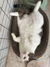 疯狂的主人猫抓板窝特大号猫玩具猫爪板猫抓盆不掉屑猫窝椭圆形瓦楞纸 实拍图