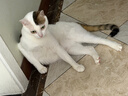 京东京造猫粮鸡肉味全价成猫粮10kg三文鱼肉营养美毛长肉质检流浪救助 实拍图