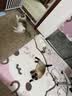 pidan混合豆腐猫砂 除臭结团经典款豆腐膨润土皮蛋猫砂2.4kg*8包 实拍图