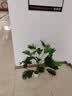花沃里仿真散尾葵绿植盆栽 客厅落地大型摆件室内仿生干花假花新年装饰 实拍图