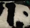 AusGolden澳洲进口羊毛皮M系列斑布熊猫坐垫地垫办公椅垫舒适沙发坐垫靠垫 斑布熊猫（澳洲羊毛） 实拍图
